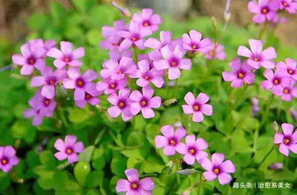 [治愈系美女]充满智慧的心灵鸡汤，随性洒脱，让人相见恨晚