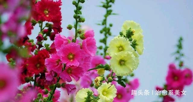 [治愈系美女]充满智慧的心灵鸡汤，随性洒脱，让人相见恨晚