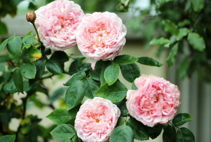 生活万万千@内涵深刻的经典说说，沁人心脾，耐人寻味