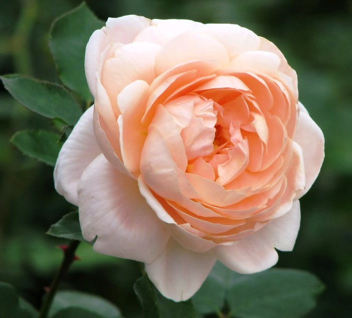 生活万万千@内涵深刻的经典说说，沁人心脾，耐人寻味