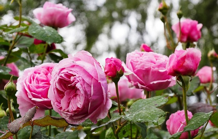 生活万万千@内涵深刻的经典说说，沁人心脾，耐人寻味