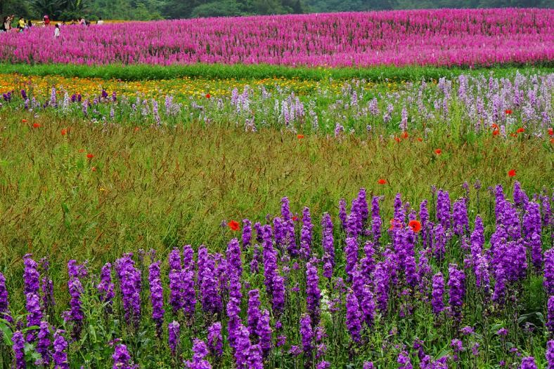 #天天励志正能量#生活或许有遗憾，要相信未来依旧美好