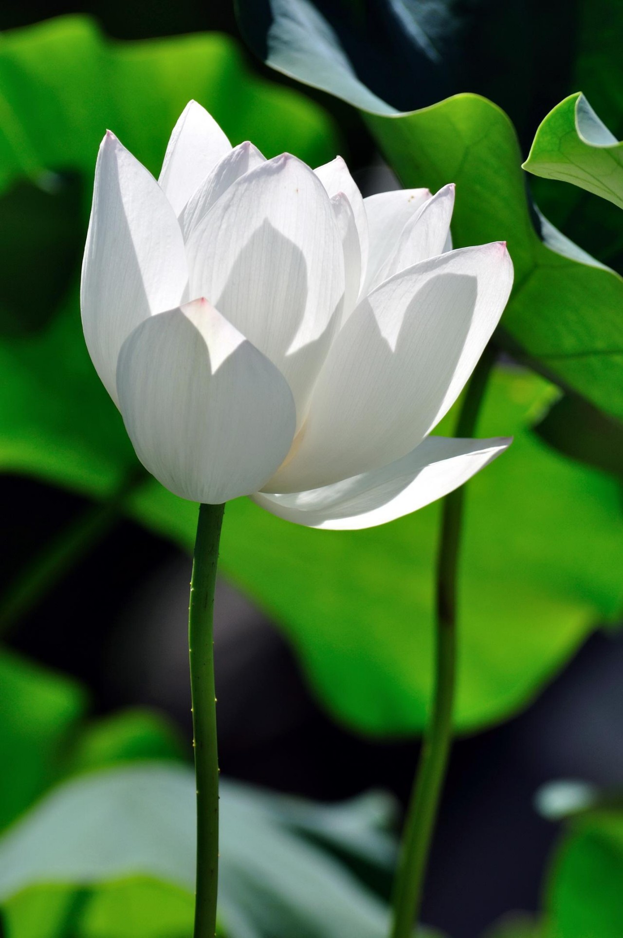 #天天励志正能量#生活或许有遗憾，要相信未来依旧美好