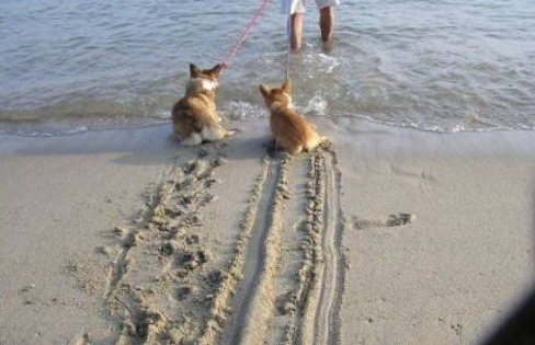 「汽车小涛涛」机械手刹电子刹车这两制动系统，在刹车失灵的情况下哪个更安全