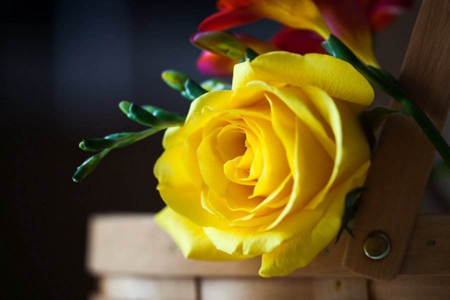 强强联手在乐趣■人的充实人的快乐，全在于实现梦想的努力之中