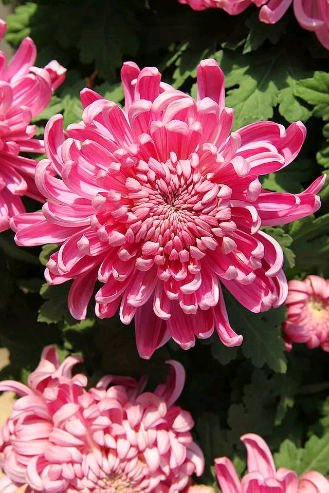 #道与欢同学#人在做，天在看，人算不如天算，谁都别算计谁！