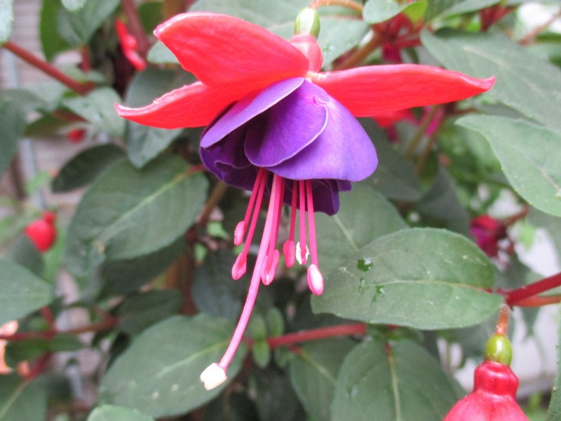 「情感惜雪」是“钢铁直男”的三大生肖男，经常把老婆气哭，从来不说自己的错