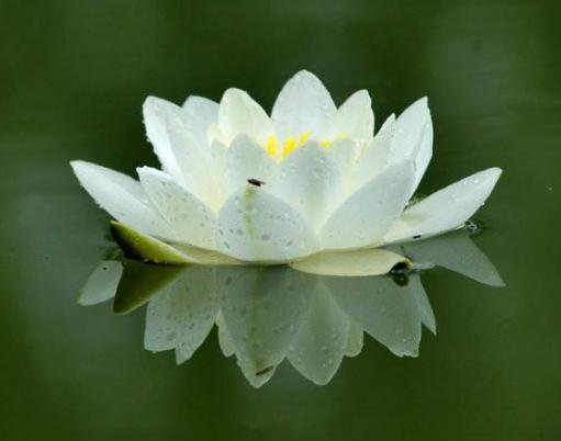 #心理观察家#做人，一定要有骨气，做事，一定要讲义气