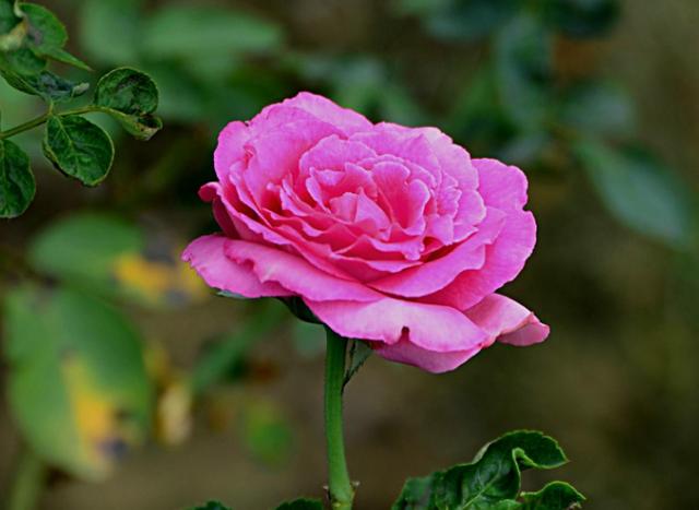 #心理观察家#做人，一定要有骨气，做事，一定要讲义气