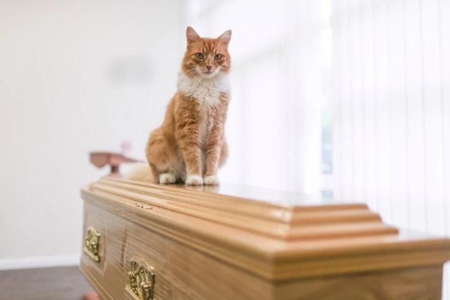 这只神奇的猫咪准时自愿地参加100多场葬礼，被任命为送葬官