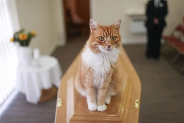 这只神奇的猫咪准时自愿地参加100多场葬礼，被任命为送葬官