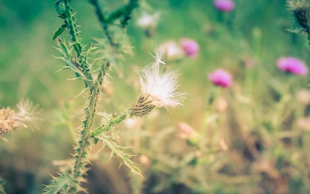 「爱读书的百合」成年人最崩溃的瞬间，无非是你极度脆弱时，有人懂得