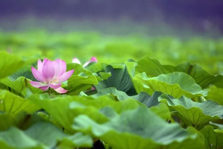 【天天励志正能量】有人过的比你强，区别就在于这些细节