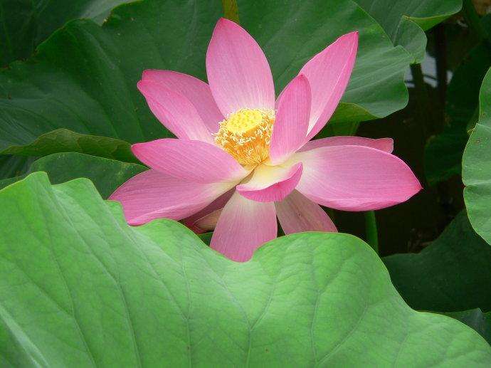 「强强联手在乐趣」成年人的生活里，其实谁都没有比谁好过多少