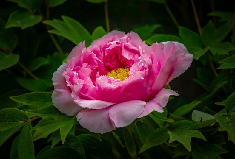 [感悟励志美文]岁月，带不走真心朋友；时间，筛选最真感情！