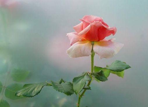 #幸福香水#感谢生命中的每个人