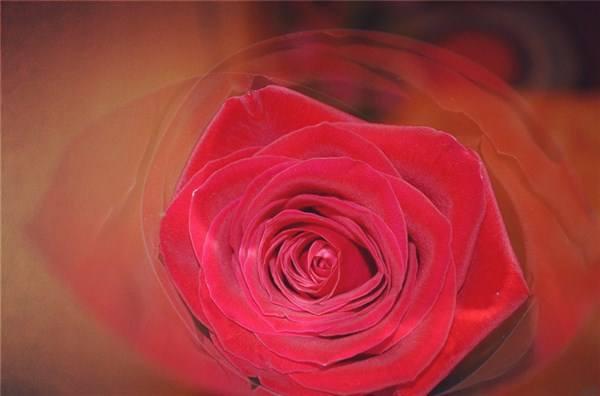 【柠檬美文】人有教养的最高境界，是"感同身受"