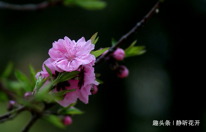静听花开■感悟生命：快乐之道不只在于做自己喜爱的事，更在于喜爱自己不得