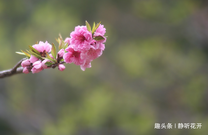 静听花开■感悟生命：快乐之道不只在于做自己喜爱的事，更在于喜爱自己不得