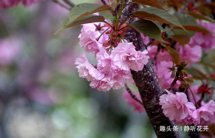 静听花开■感悟生命：快乐之道不只在于做自己喜爱的事，更在于喜爱自己不得