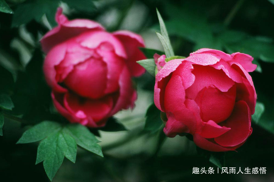 【风雨人生感悟】做个好人，一生平安！