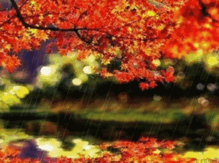 【老蒋书房】秋雨，太美了那凉意，是一种温暖也是一种思念