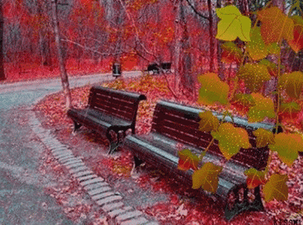 【老蒋书房】秋雨，太美了那凉意，是一种温暖也是一种思念