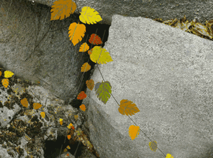 【老蒋书房】秋雨，太美了那凉意，是一种温暖也是一种思念