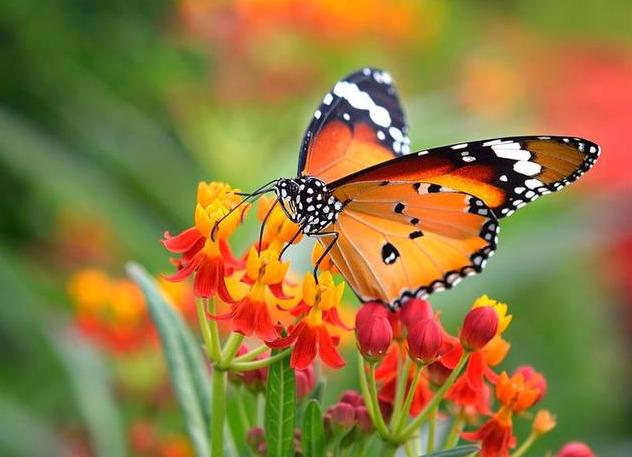 #励志焦点#不计较，不比较；不争夺，不算计，没心没肺的活下去