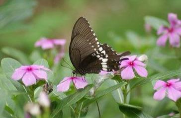 #励志焦点#不计较，不比较；不争夺，不算计，没心没肺的活下去