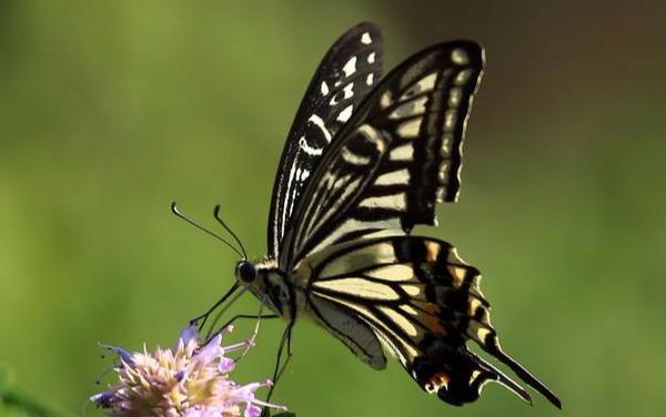 #励志焦点#不计较，不比较；不争夺，不算计，没心没肺的活下去