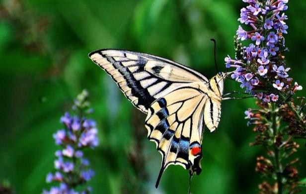 #励志焦点#不计较，不比较；不争夺，不算计，没心没肺的活下去