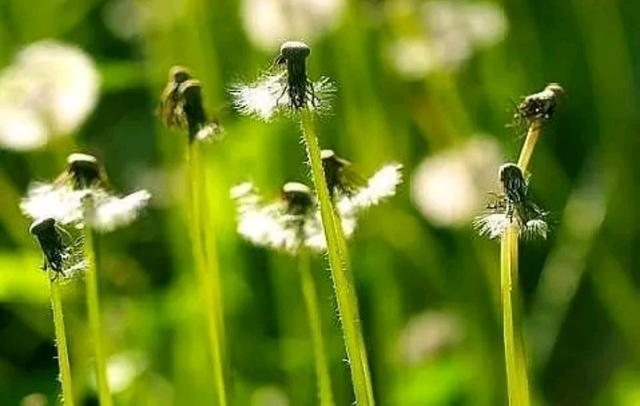 心理观察家：除了父母，我谁也不欠