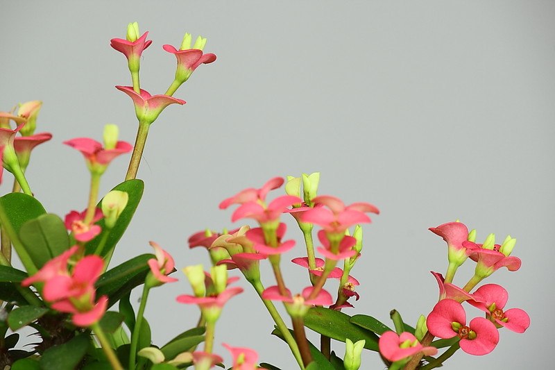 「依鱼」宁可今天抢一秒，不可明日等一分