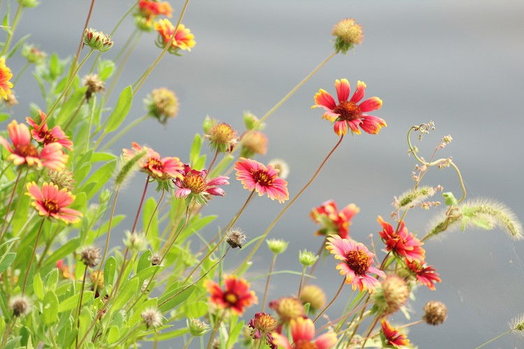 「依鱼」宁可今天抢一秒，不可明日等一分