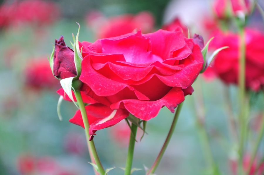 【痞子飞】我们不求无过，但求无悔