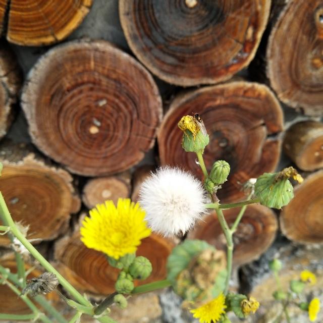 「AAA醉百合」人生不要留下遗憾