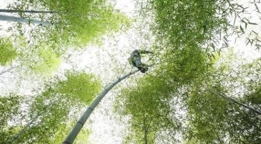 中国最后一位“竹海飞人”，70岁仍飞跃竹海，独门绝技快失传