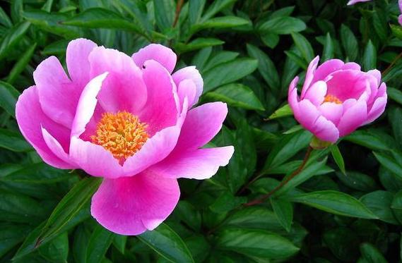 「成功职场宝典」人到50，若还在说这三句话，往往预示着，无法逃脱这三种人生苦难