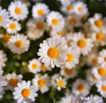 #张小鹏#给不了我依靠，给不了我安慰，你有什么资格说爱我？