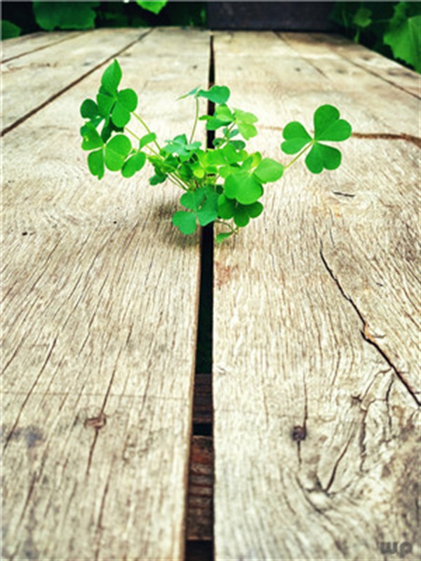 光明网@逆境，是前进的阻力，更是造就强者的动力！