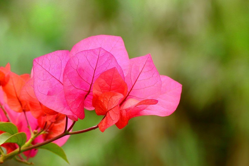 「情感锐翰」不懂女人心的三大生肖，经常和妻子计较，情趣浪漫不存在