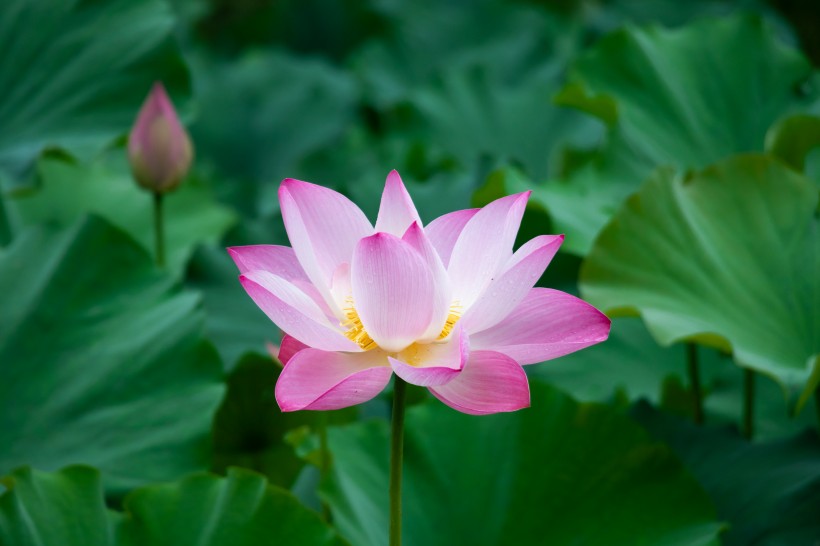 情感祺福@非常不懂女人心的三生肖，喜欢和老婆计较，从来不懂浪漫