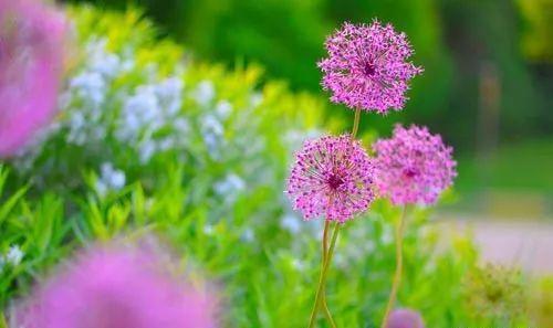 「柠檬美文」一个老人的人生感言，值得60岁以上的朋友收藏品读