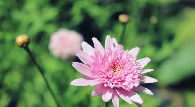 「柠檬美文」一个老人的人生感言，值得60岁以上的朋友收藏品读