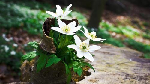 「柠檬美文」一个老人的人生感言，值得60岁以上的朋友收藏品读