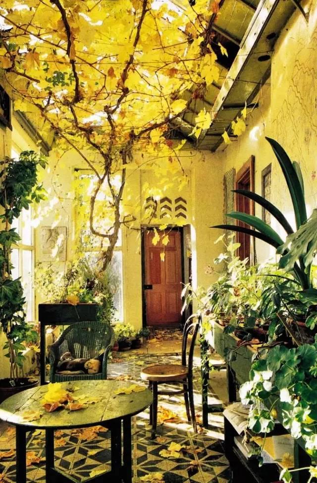 糖果儿■等老了，希望有个小院，几盆盆景