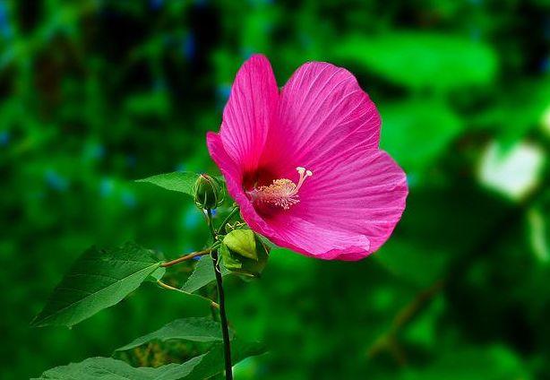 感悟哲理美文：最好的爱，是有你相伴