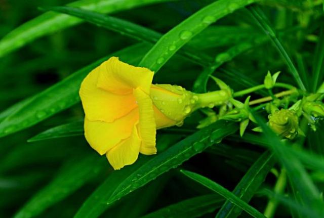 感悟哲理美文：最好的爱，是有你相伴