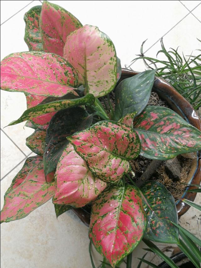 「好梦成真j姜力洗护发」我对兄弟姐妹轮养父母尽孝的看法